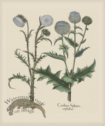 Besler 280 Colored  B2